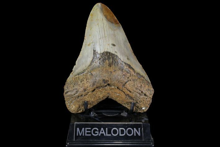 Huge, Fossil Megalodon Tooth - North Carolina #109763